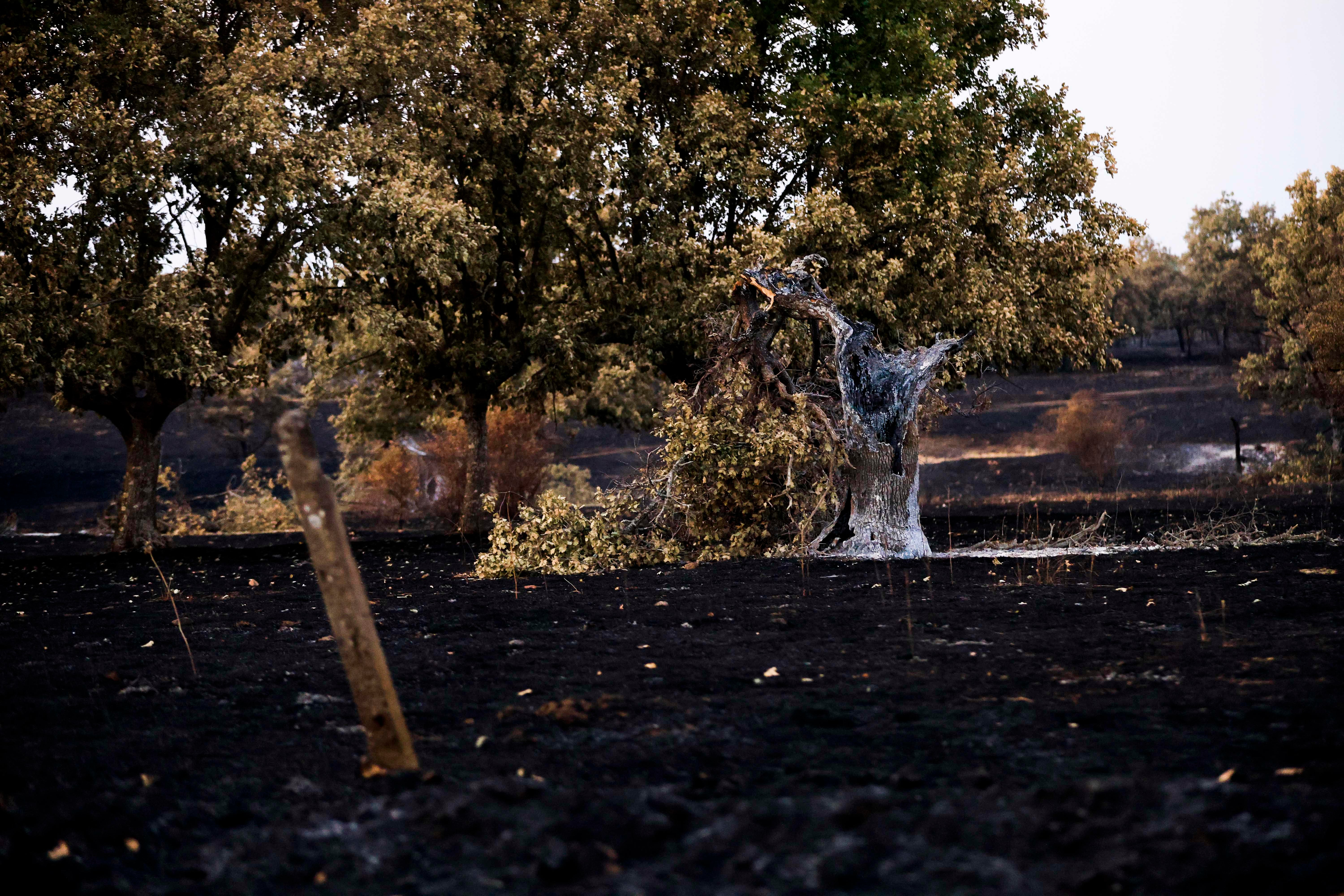 En imágenes, el rastro negro del mayor incendio de la provincia de Salamanca