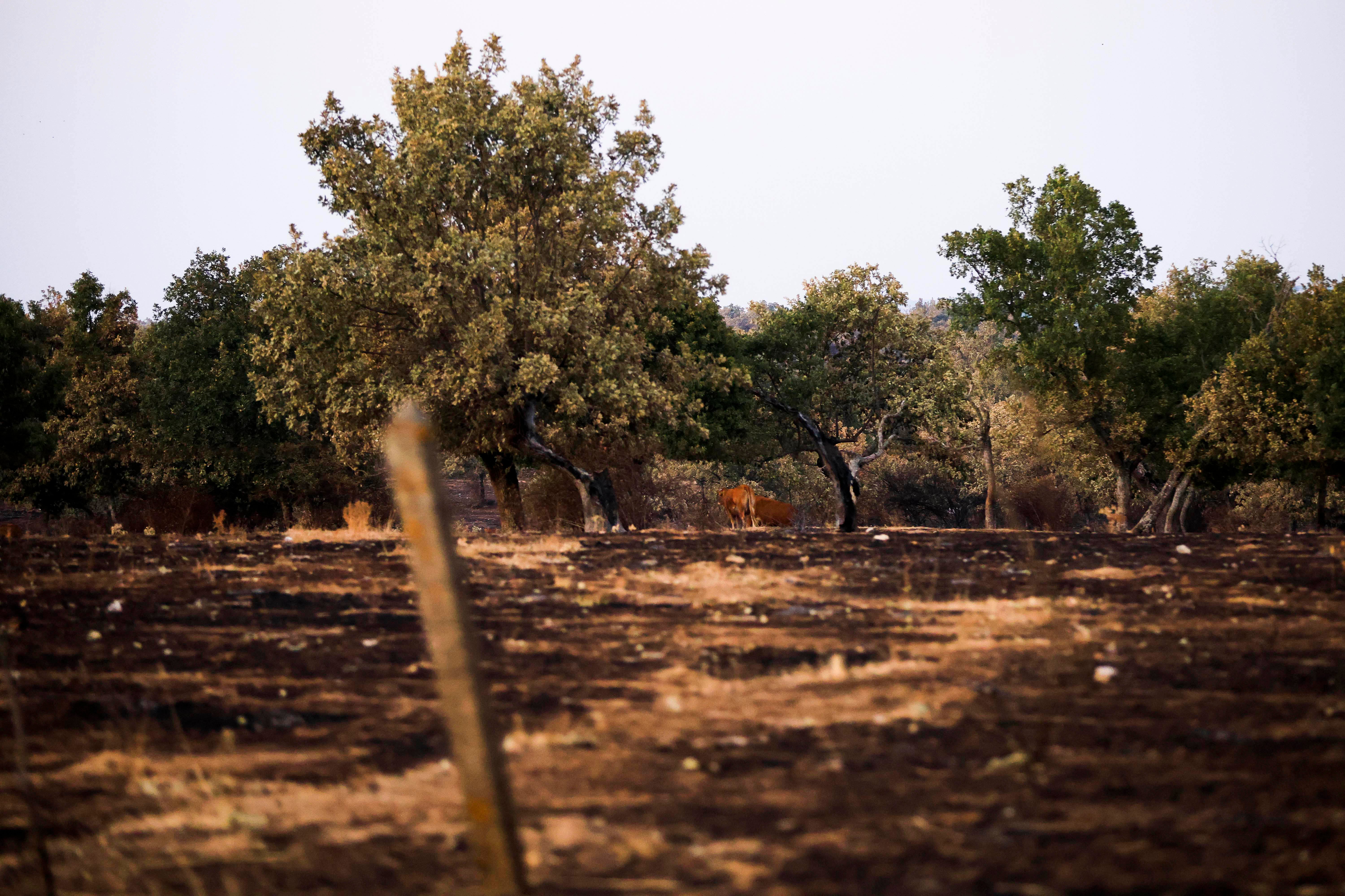 En imágenes, el rastro negro del mayor incendio de la provincia de Salamanca