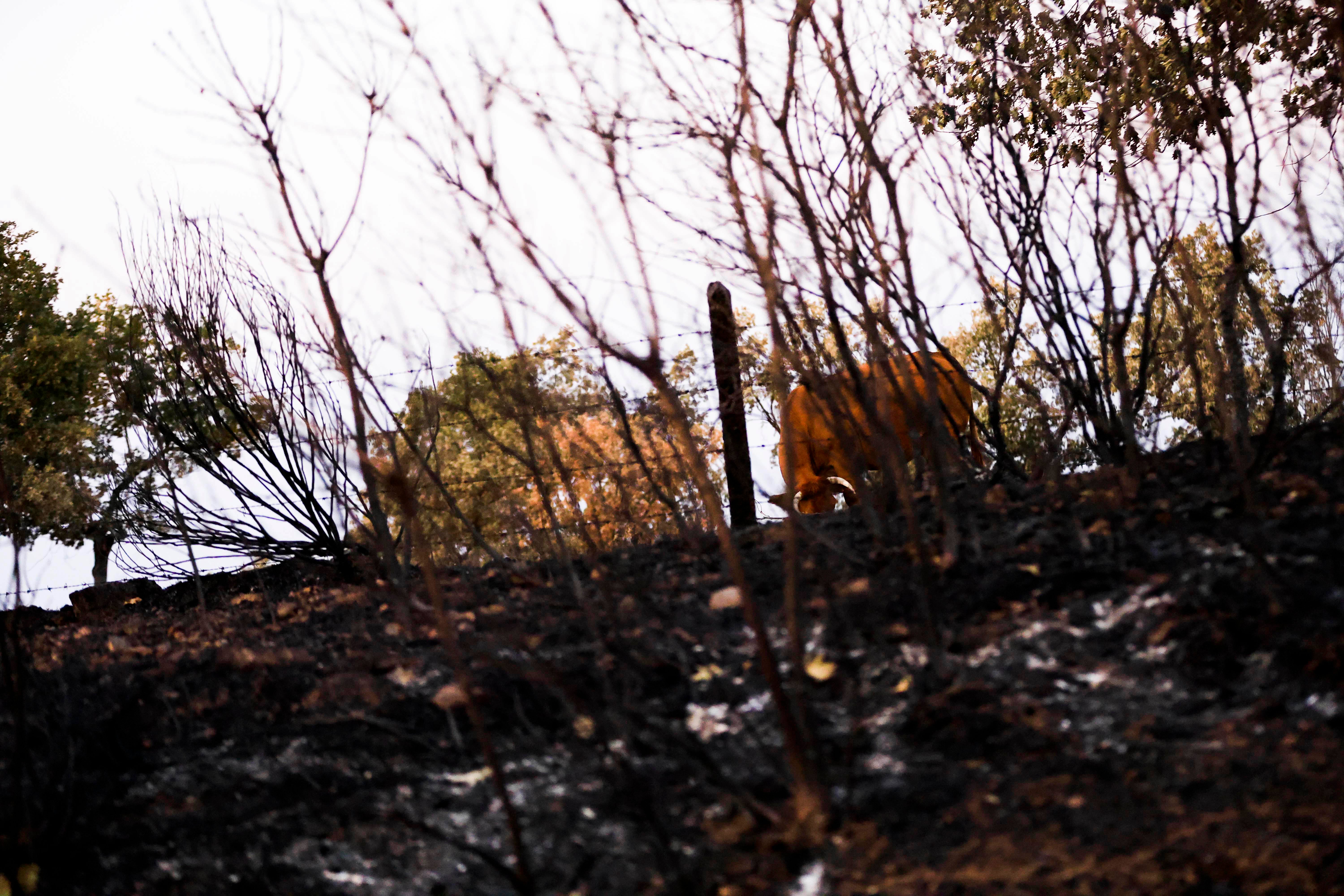 En imágenes, el rastro negro del mayor incendio de la provincia de Salamanca