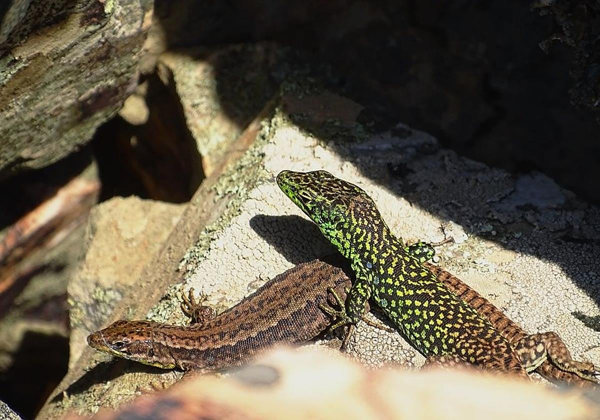 La lagartija batueca, endémica de la Sierra de Francia.