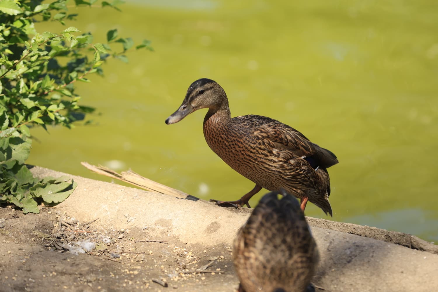 Así son los nuevos inquilinos que habitan el parque de Jesuítas