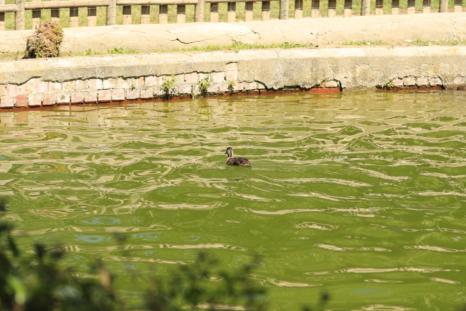 Así son los nuevos inquilinos que habitan el parque de Jesuítas