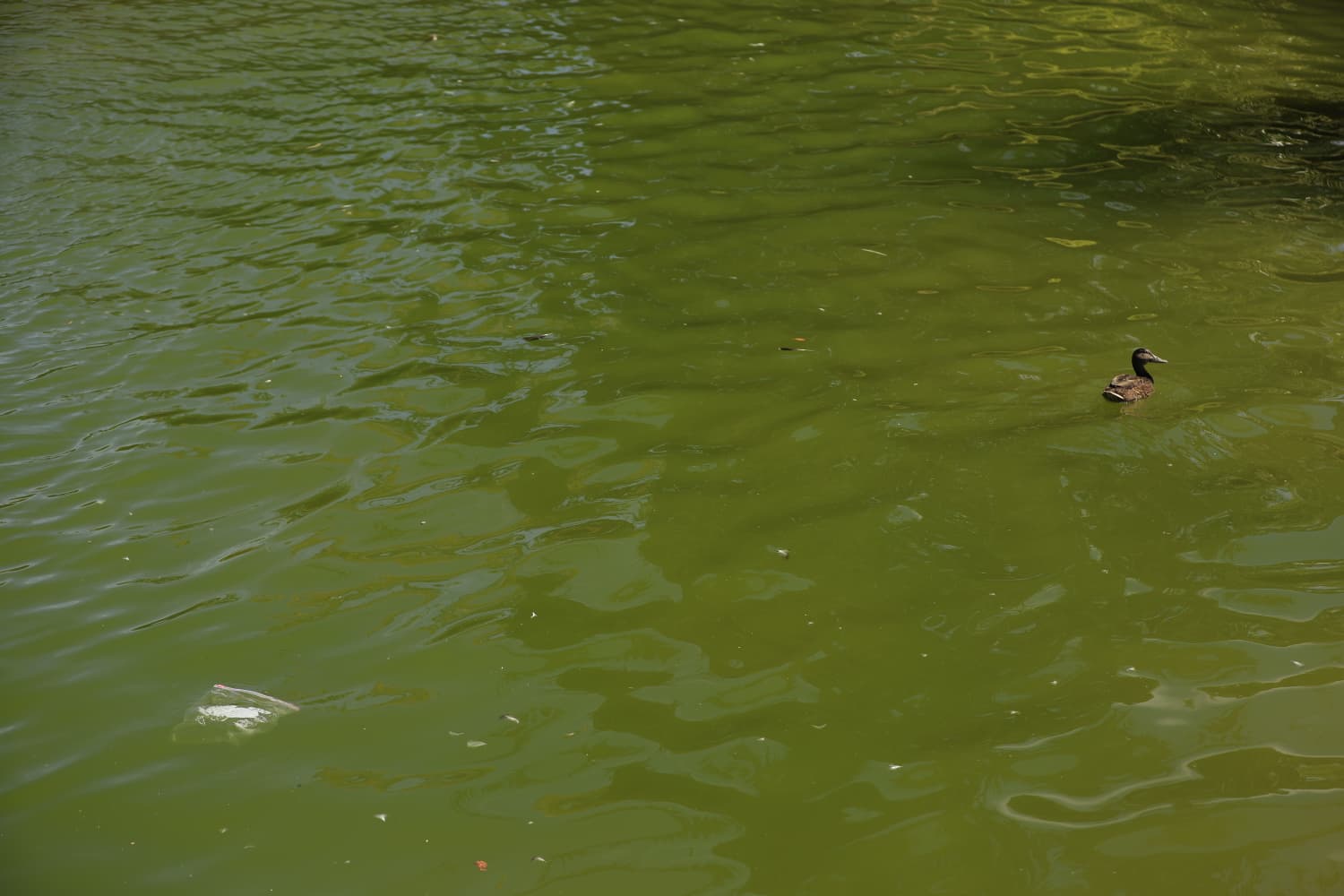 Así son los nuevos inquilinos que habitan el parque de Jesuítas