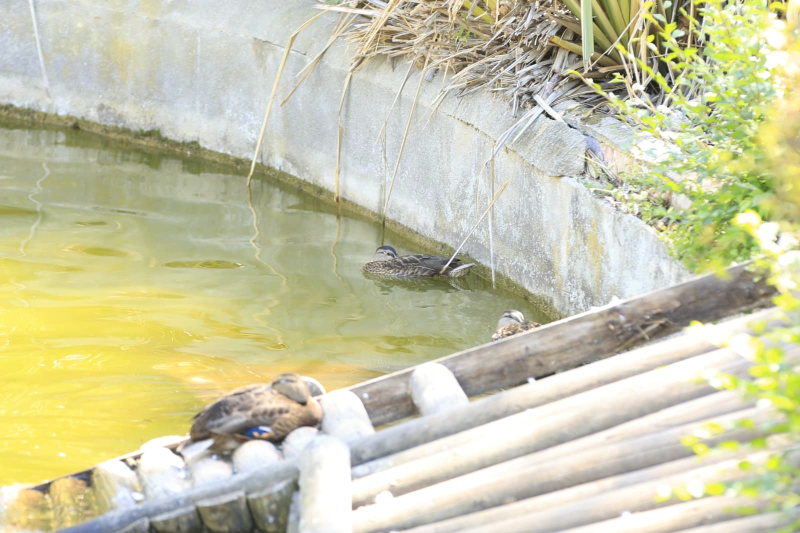 Así son los nuevos inquilinos que habitan el parque de Jesuítas