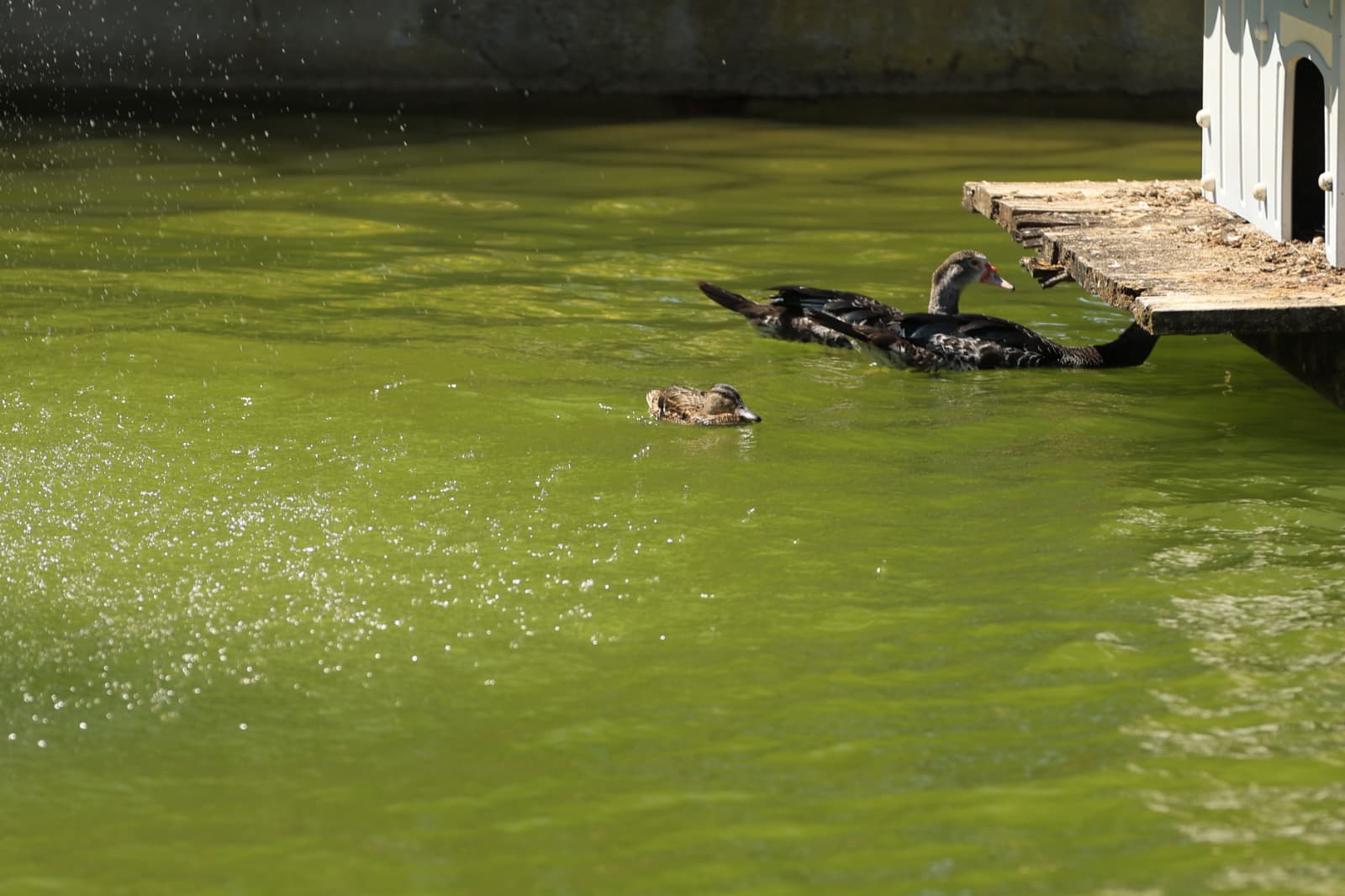 Así son los nuevos inquilinos que habitan el parque de Jesuítas