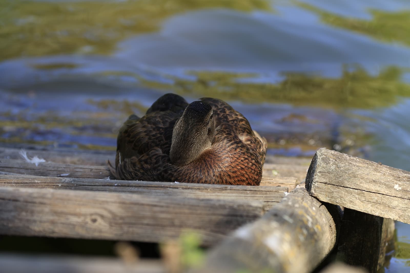 Así son los nuevos inquilinos que habitan el parque de Jesuítas