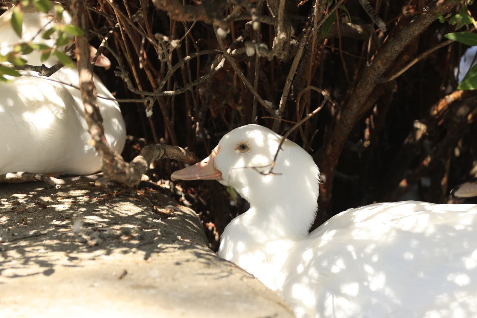 Así son los nuevos inquilinos que habitan el parque de Jesuítas