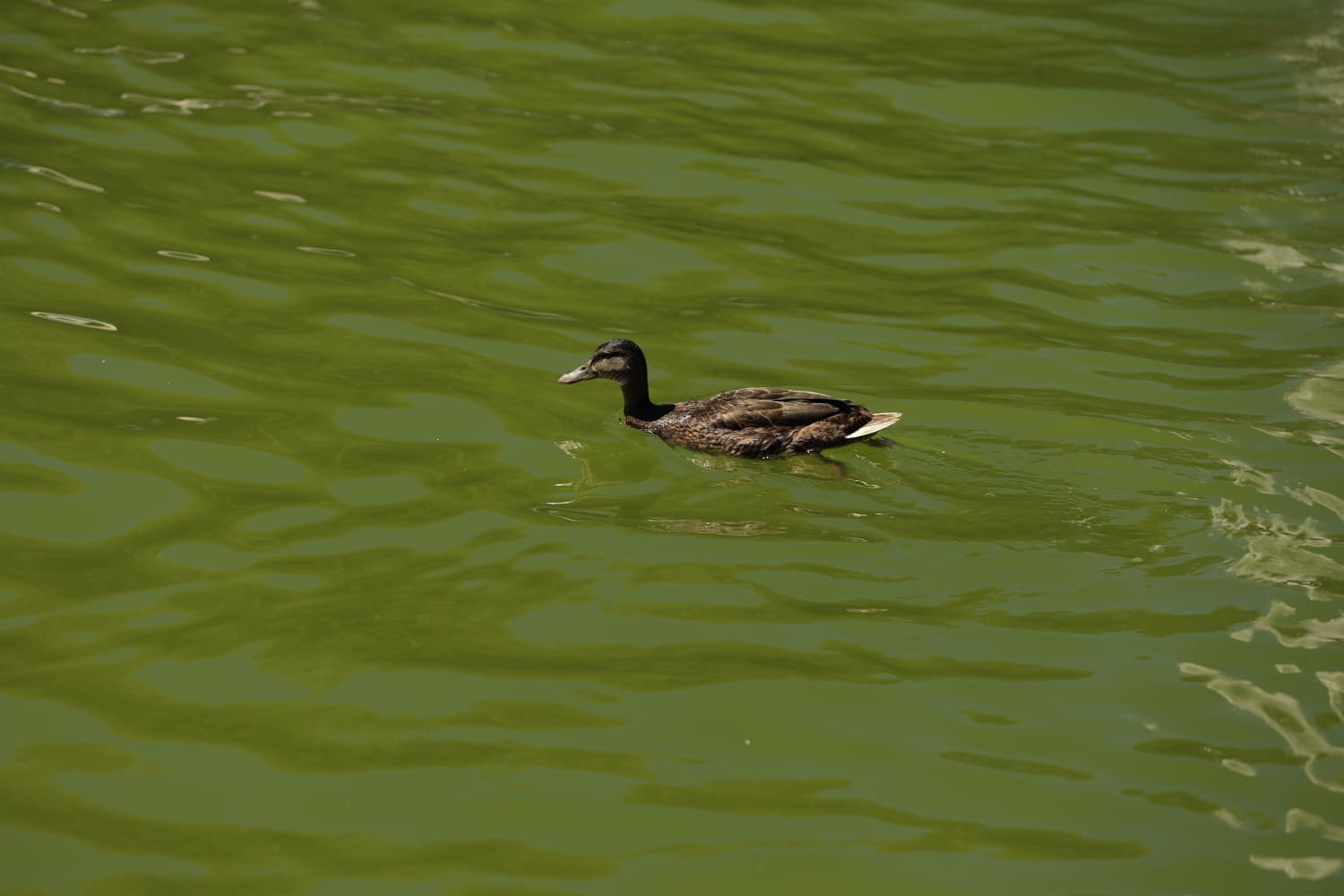 Así son los nuevos inquilinos que habitan el parque de Jesuítas