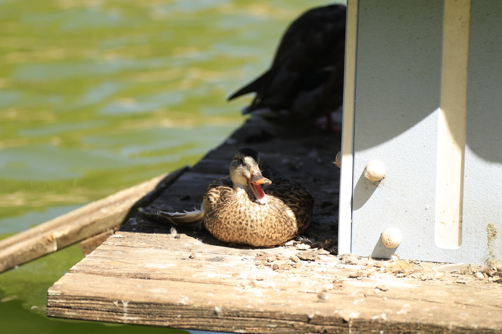Así son los nuevos inquilinos que habitan el parque de Jesuítas