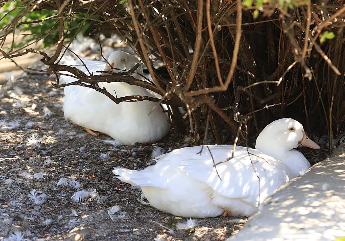 El parque de Jesuitas es el hogar de algunos de los nuevos patos de La Alamedilla.