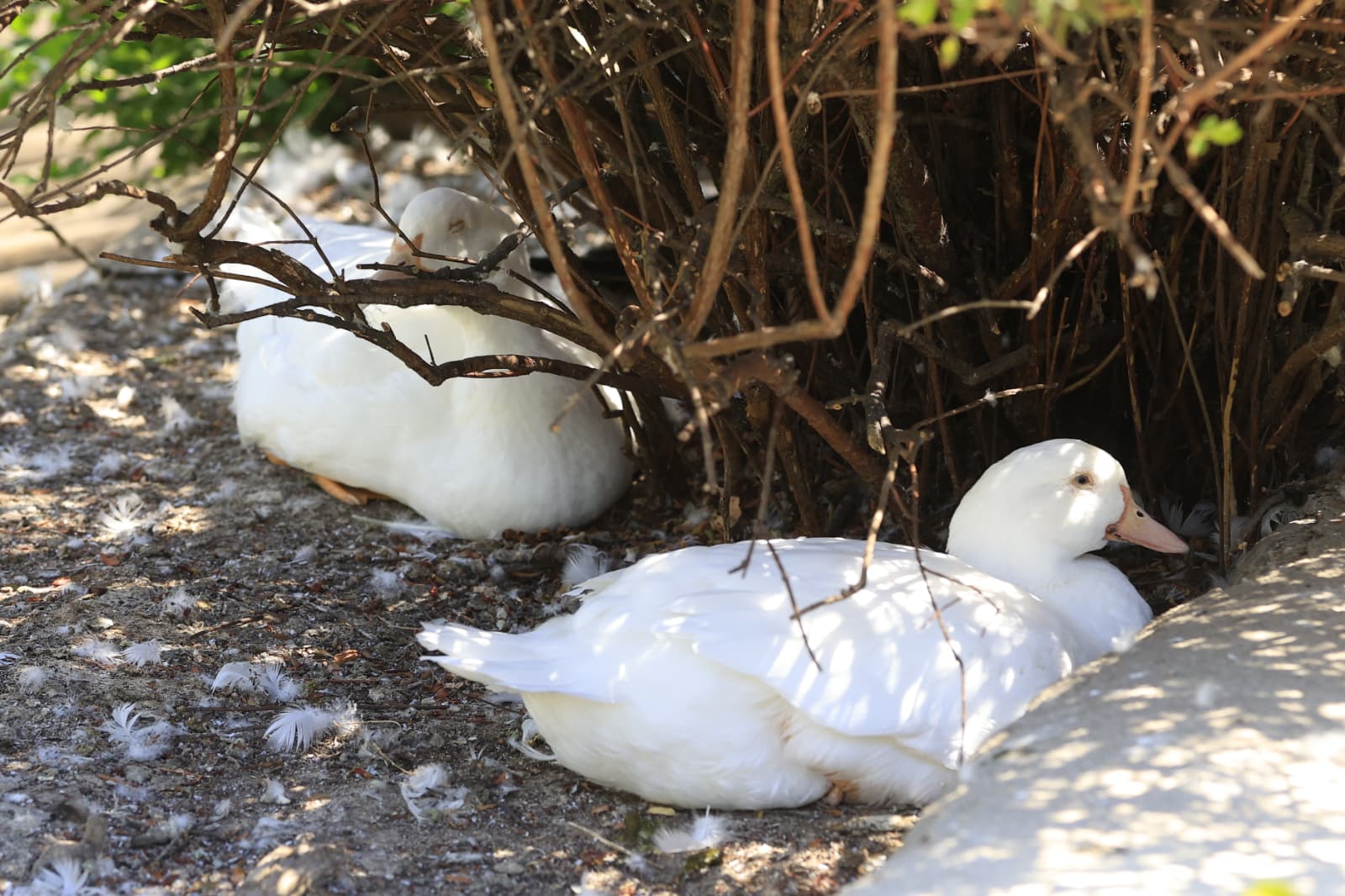 Así son los nuevos inquilinos que habitan el parque de Jesuítas