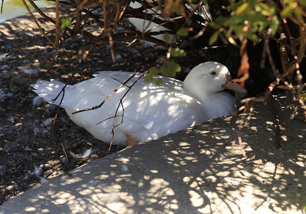 Así son los nuevos inquilinos que habitan el parque de Jesuítas