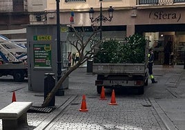 El árbol dañado por el impacto de un coche en la calle Rector Lucena junto a la calle Toro.