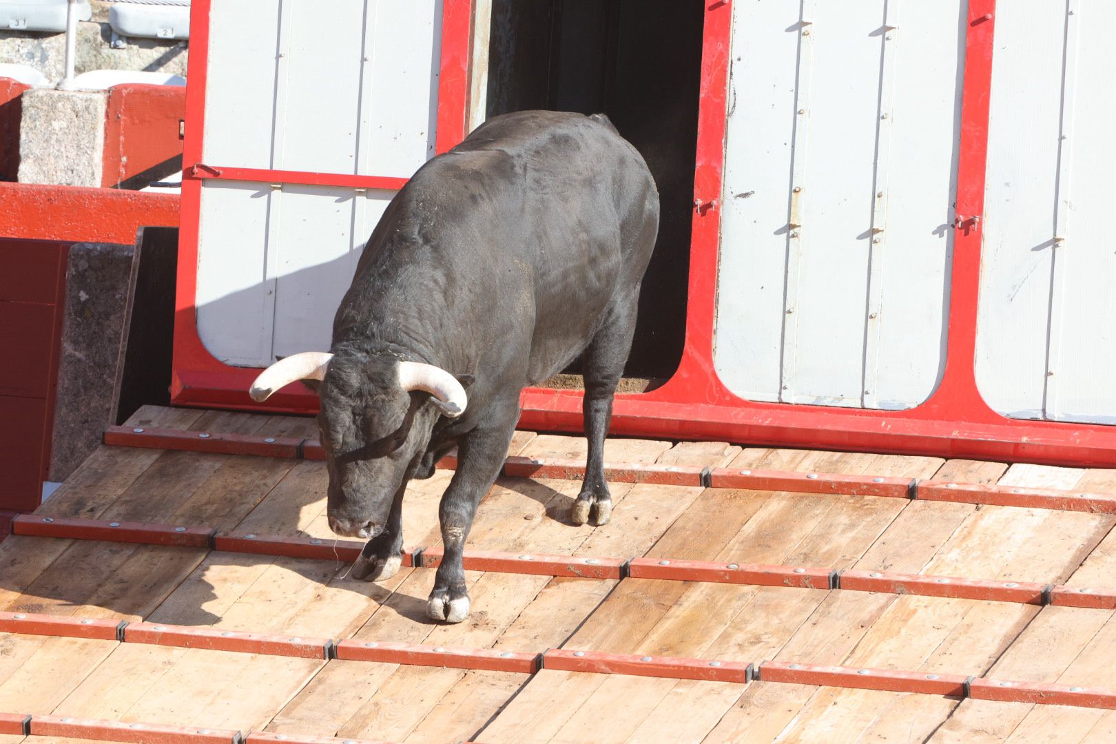 Los toros de la feria taurina de Salamanca se &#039;presentan&#039; en sociedad