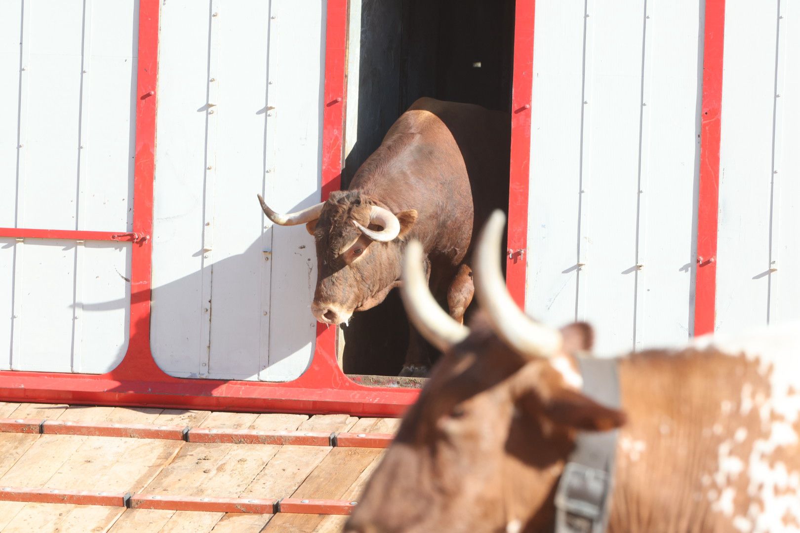 Los toros de la feria taurina de Salamanca se &#039;presentan&#039; en sociedad