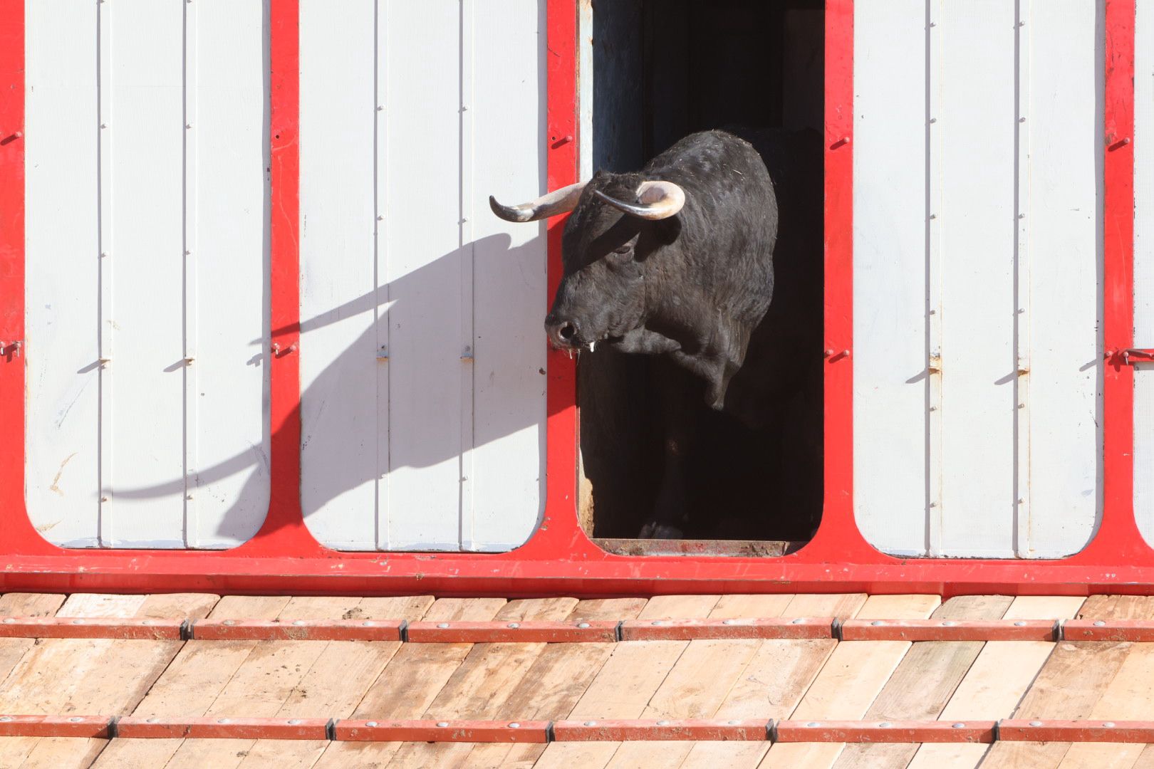 Los toros de la feria taurina de Salamanca se &#039;presentan&#039; en sociedad