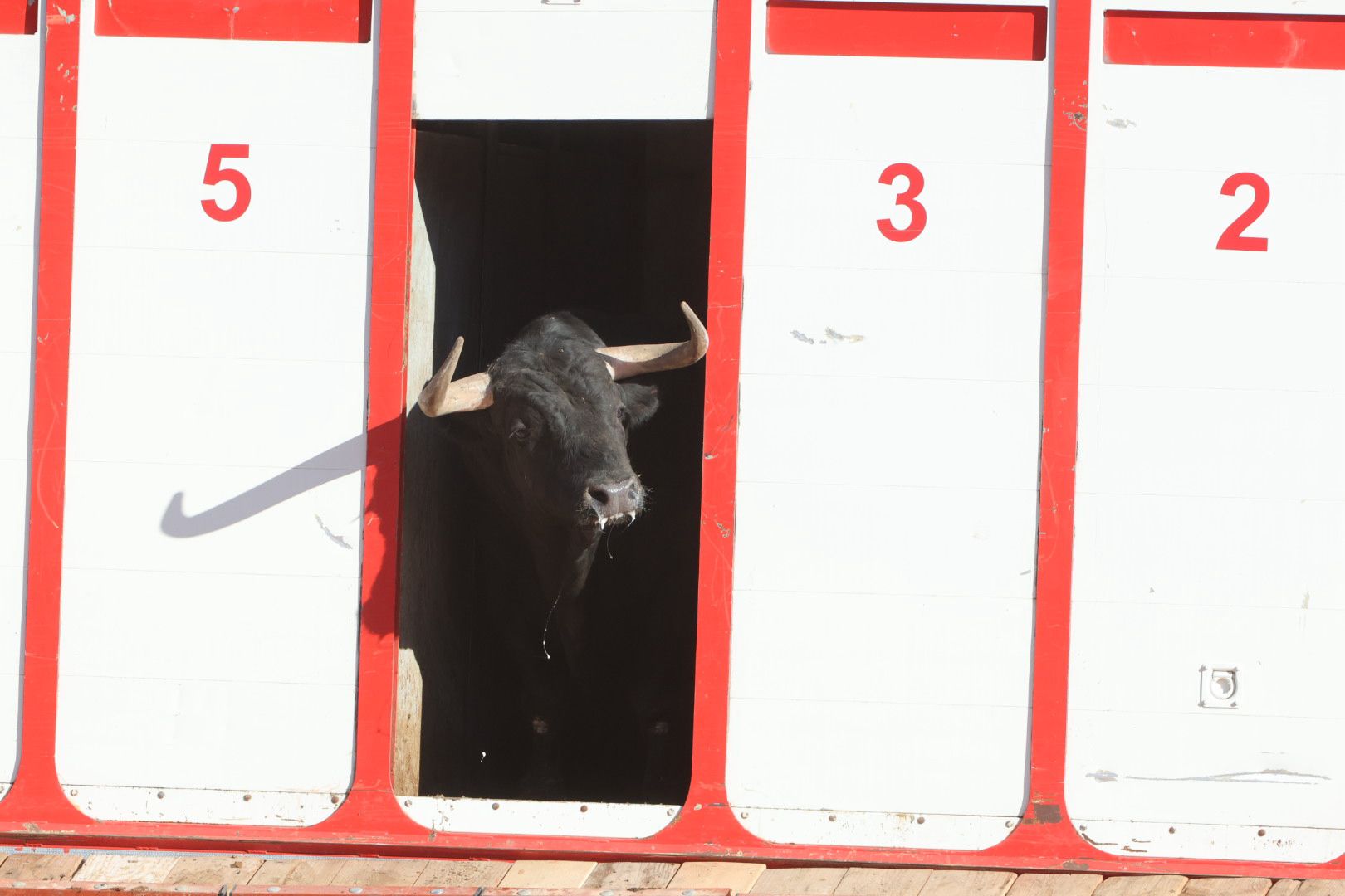 Los toros de la feria taurina de Salamanca se &#039;presentan&#039; en sociedad