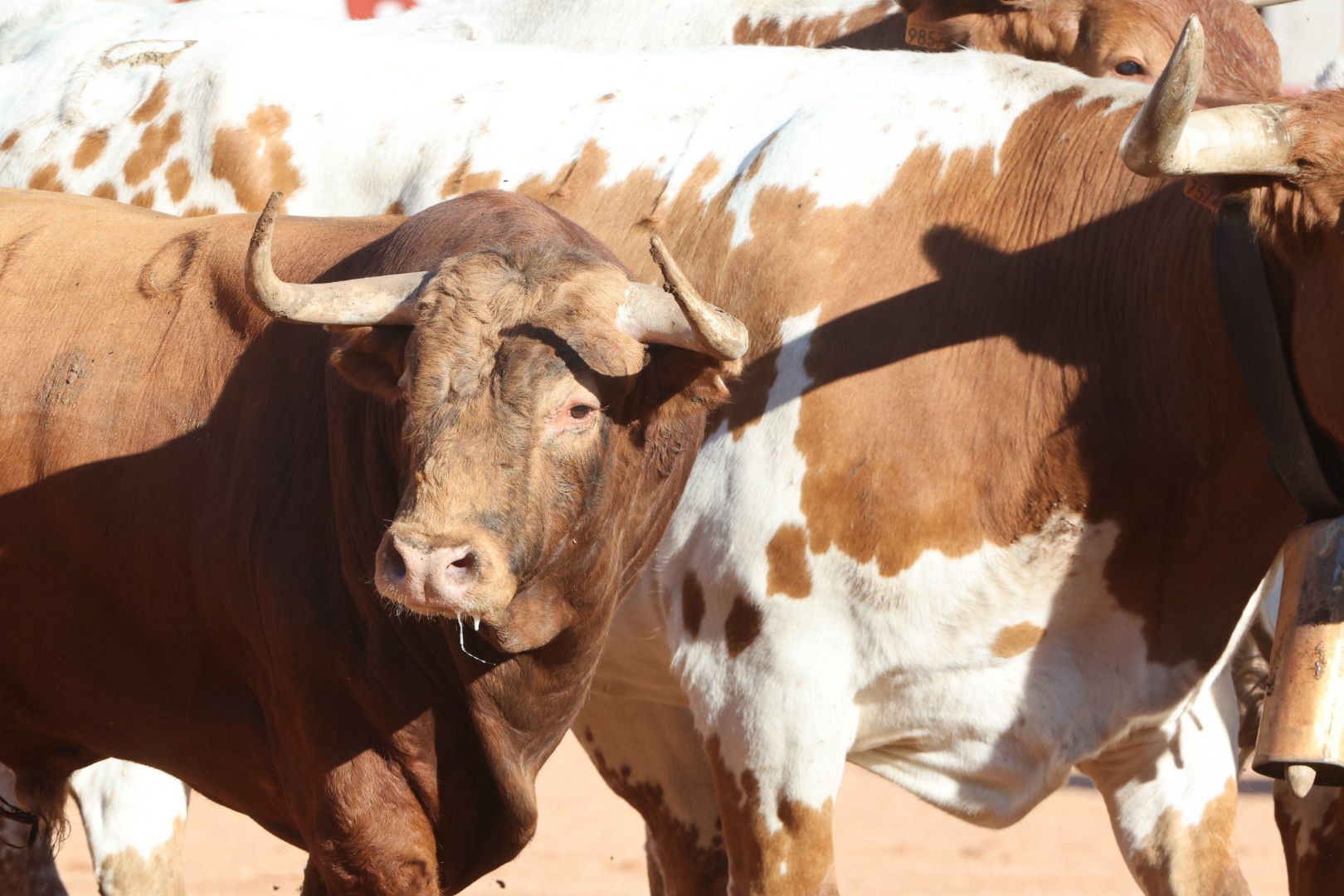 Los toros de la feria taurina de Salamanca se &#039;presentan&#039; en sociedad