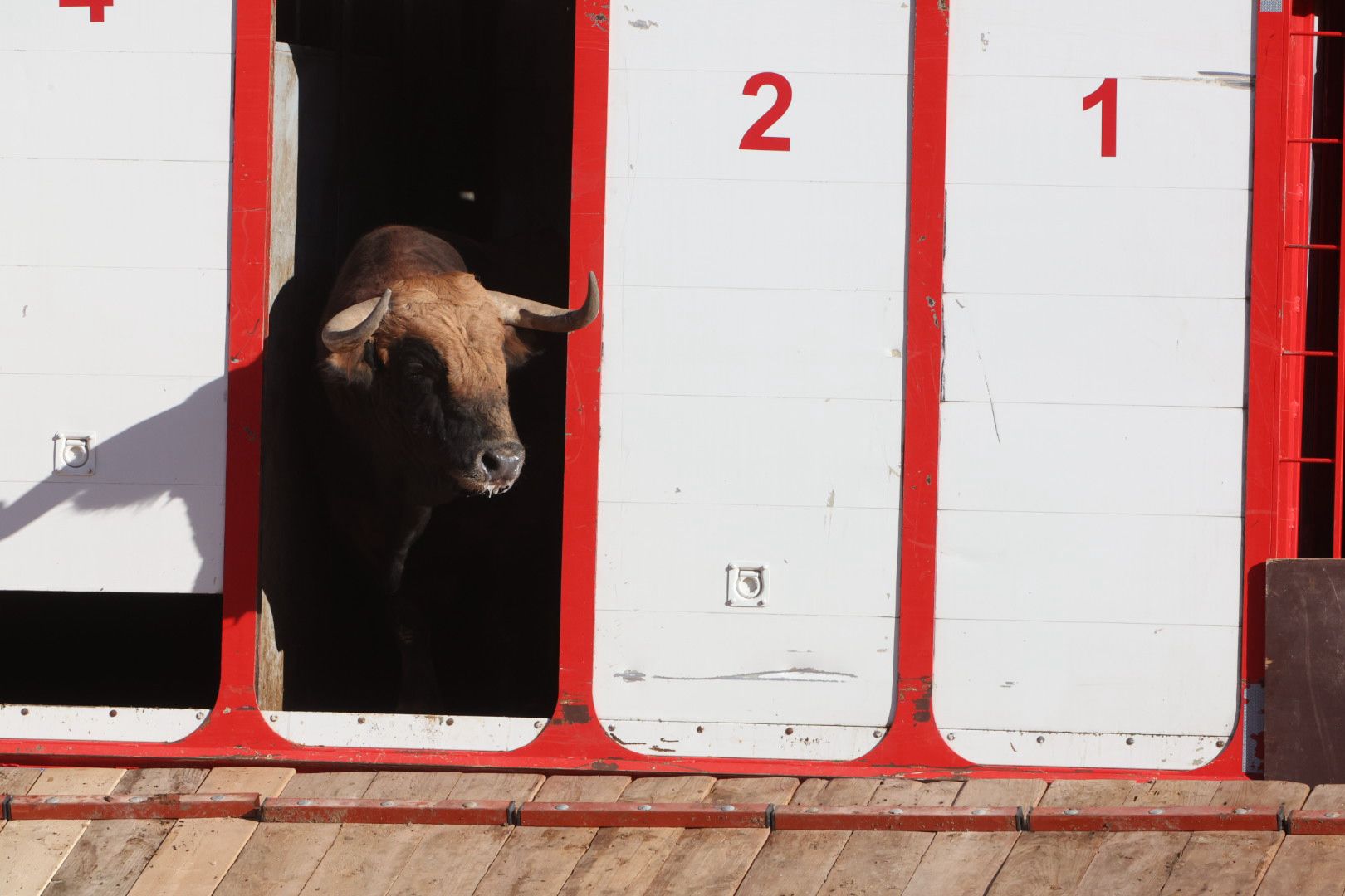 Los toros de la feria taurina de Salamanca se &#039;presentan&#039; en sociedad