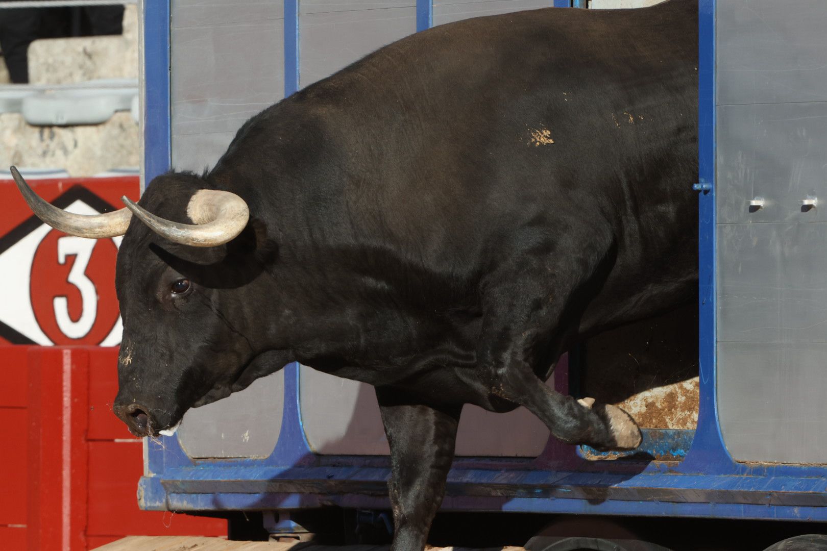 Los toros de la feria taurina de Salamanca se &#039;presentan&#039; en sociedad