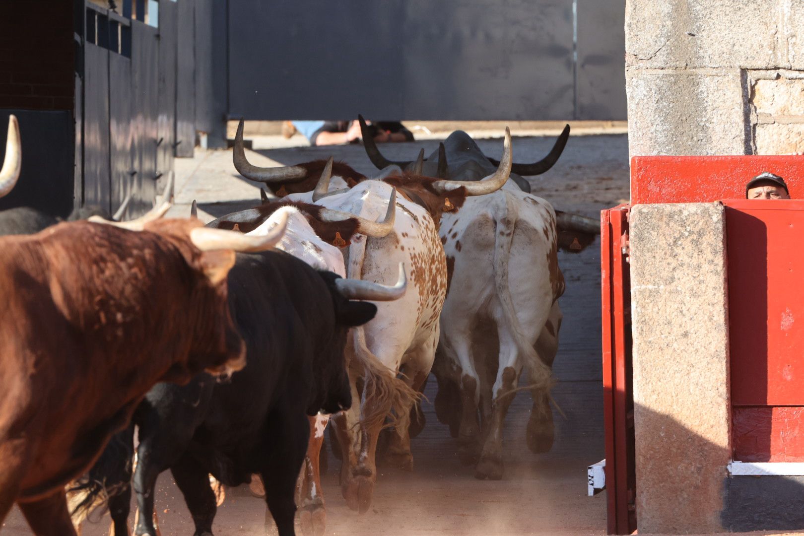 Los toros de la feria taurina de Salamanca se &#039;presentan&#039; en sociedad