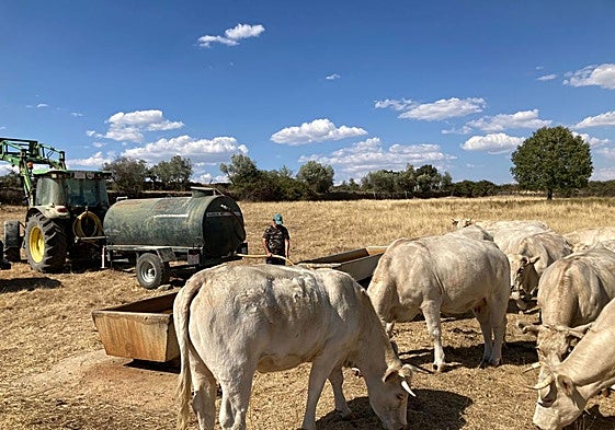 Finca ganadera en San Felices de los Gallegos.