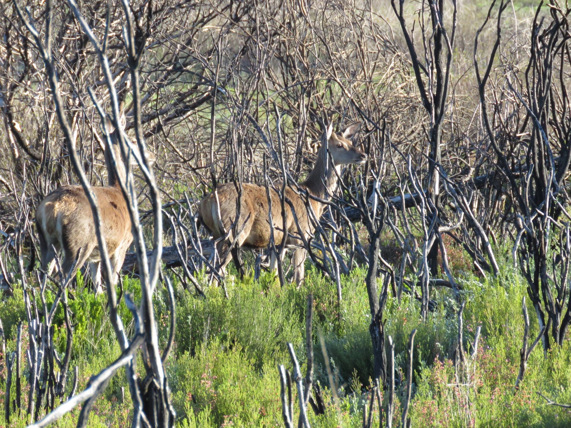 Ciervas en una zona afectada por los incendios de la sierra de la Culebra.
