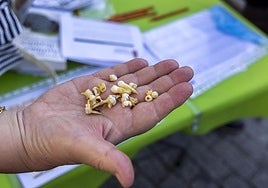 Cuando el Ratón Pérez se convierte en científico: los dientes de leche de Salamanca ya hablan en los laboratorios