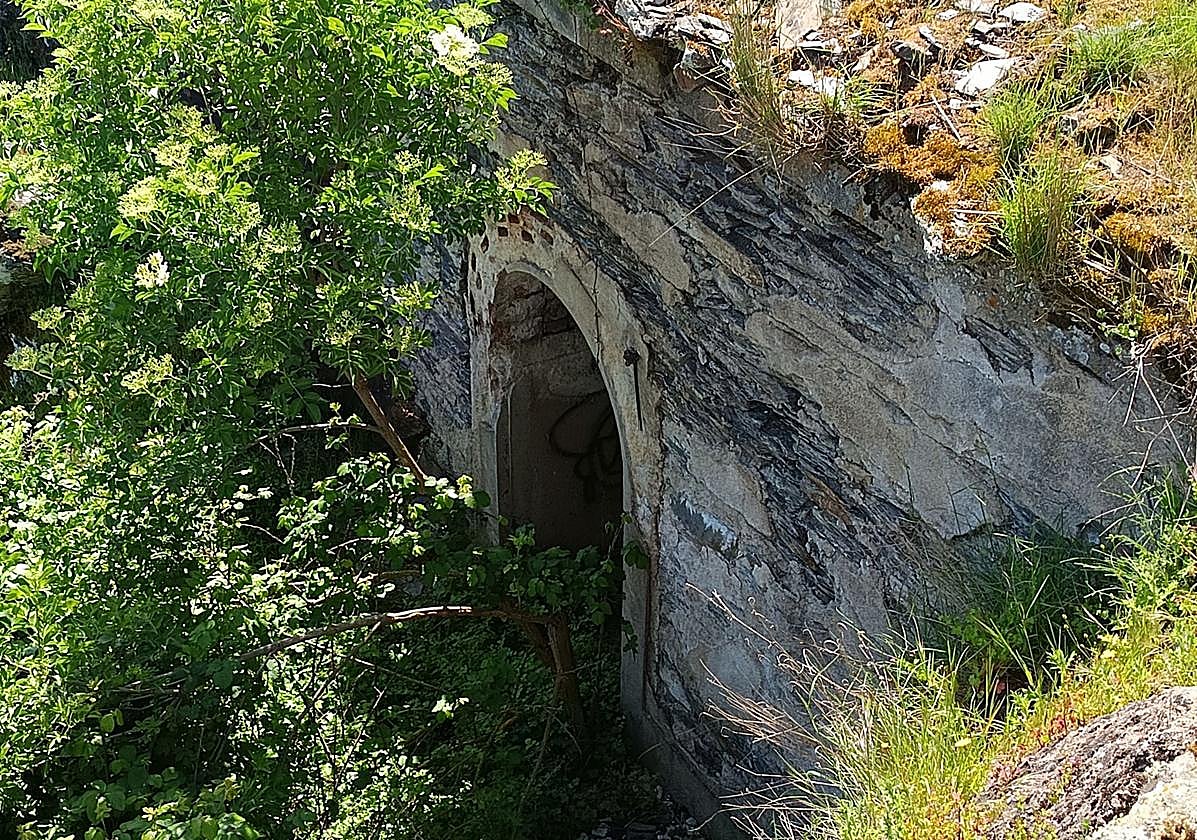 La única oferta para crear un nuevo bosque en Salamanca que traerá sus 21.000 árboles desde Alicante