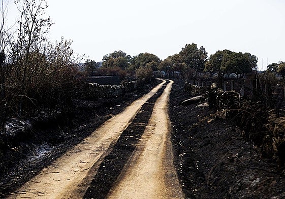 Camino calcinado por el incendio en Cerezal de Puertas en una imagen de archivo.