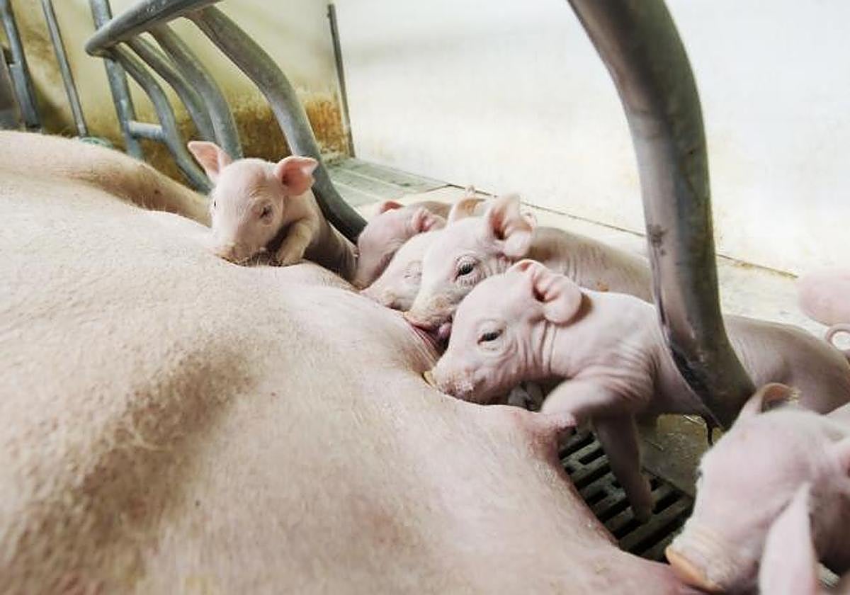 Crías mamando en una granja dedicada a la crianza de cerdos en una imagen de archivo.
