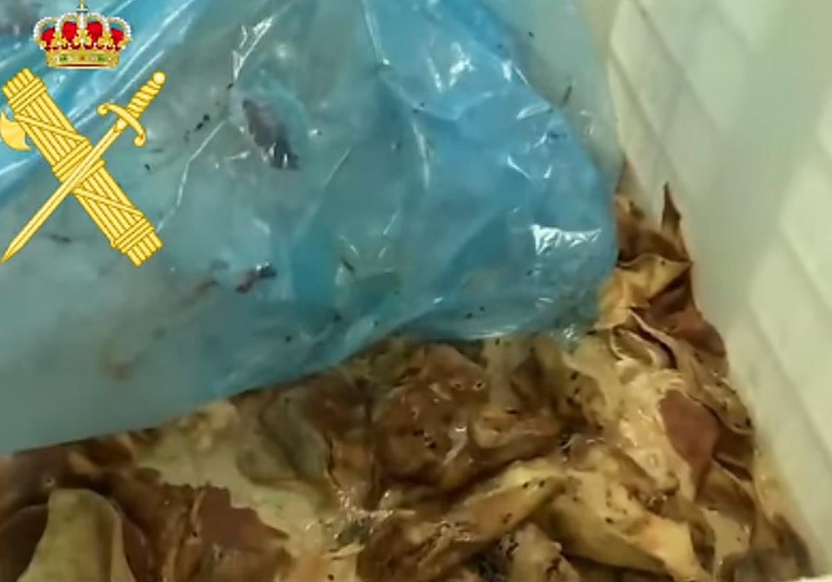 Parte de la carne encontrada en este pueblo de Salamanca.