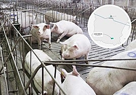 Ganado porcino y localización de la explotación en Forfoleda.