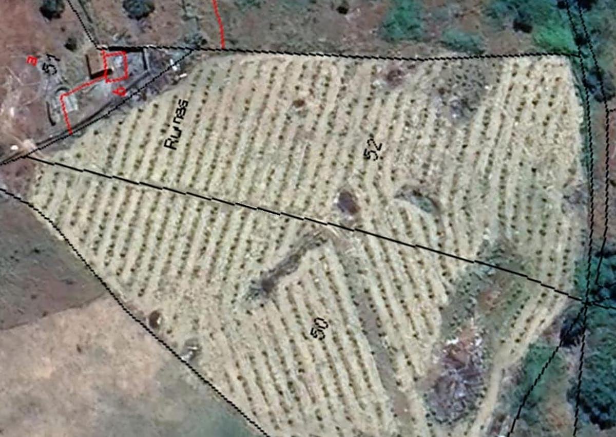 Imagen secundaria 1 - Caseta y chimenea en su interior; plano de localización del viñedo.