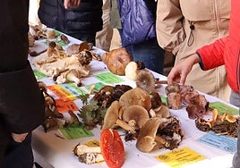 Exposición de setas.