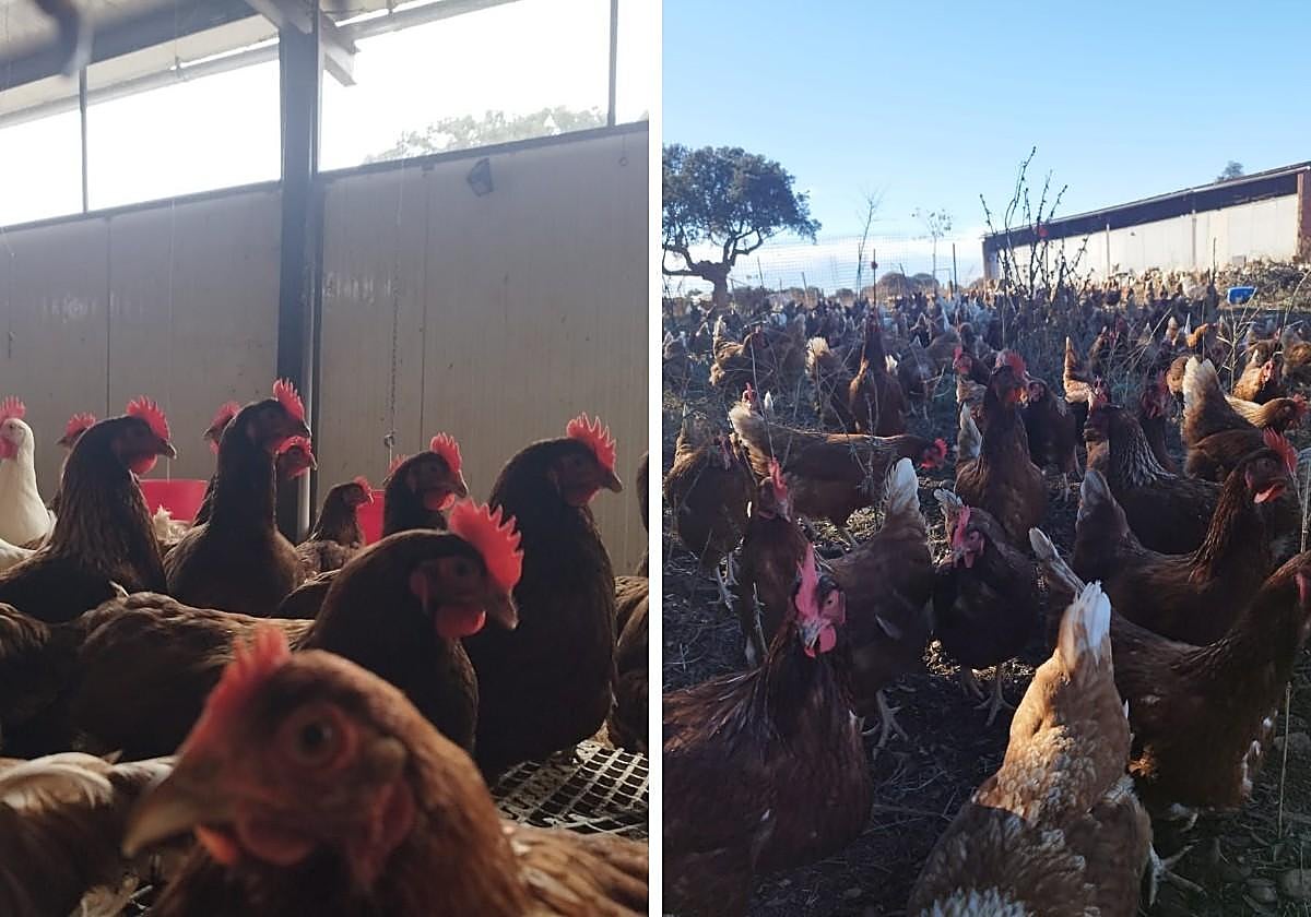 Las gallinas de Florián Hernández, encerradas en la nave y cuando estaban en el exterior.
