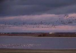 Grullas y otras aves en el Azud de Riolobos en la anterior campaña.