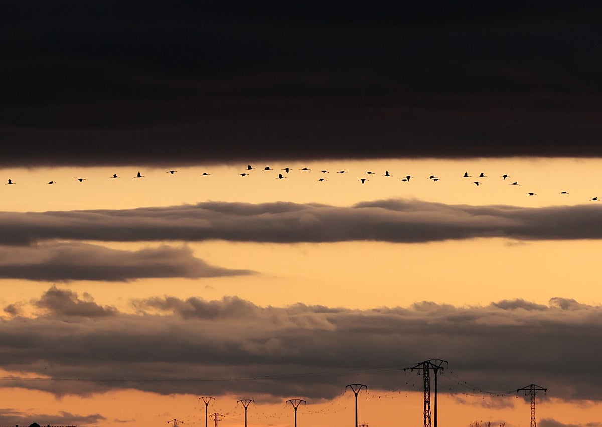 Imagen secundaria 1 - Bandadas de grullas entre las nubes en Riolobos