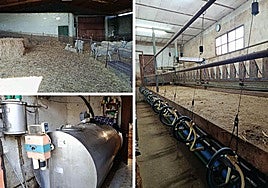 Corral con animales, tanque de ordeño e instalaciones de la explotación.