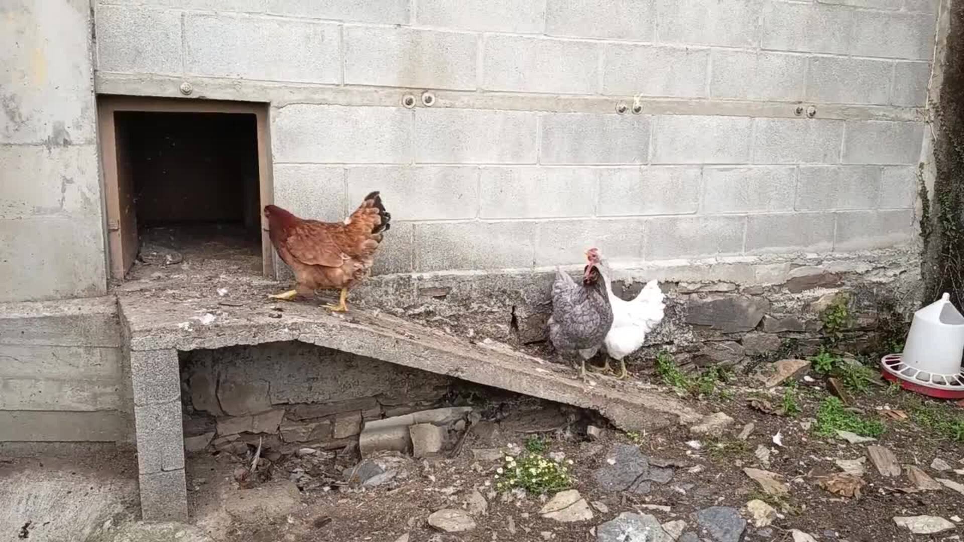 El Gobierno amplía el confinamiento de aves de cría a todas las granjas por la gripe aviar