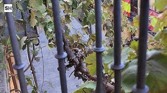 Descubrimos la historia de la parra de Unamuno que sigue dando uvas en Salamanca