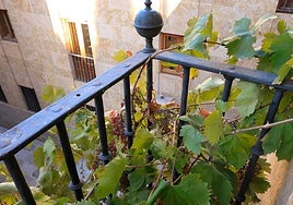 La parra de Unamuno que sigue dando uvas en el corazón de Salamanca
