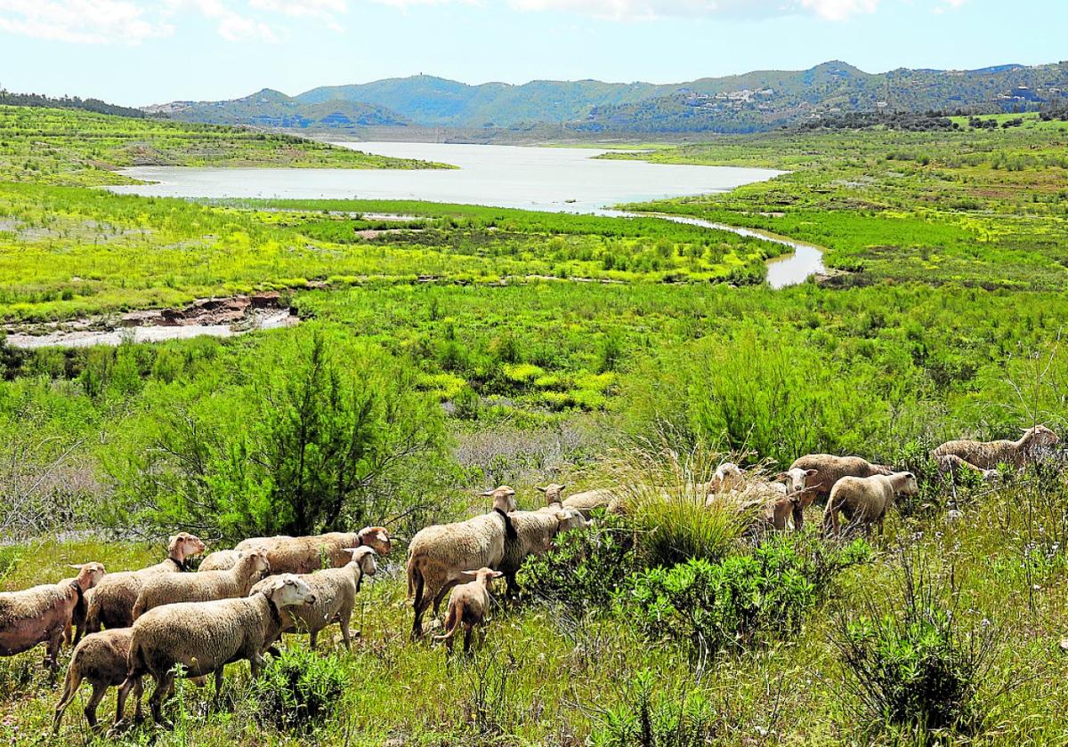 Schafherde am nördlichen Ende des Viñuela-Stausees Anfang April dieses Jahres.
