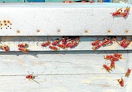Orientalische Hornissen greifen einen Bienenstock an.