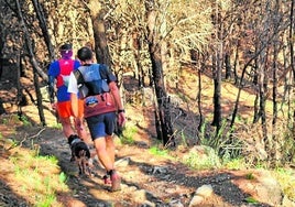 Wanderer im Pinienwald der Sierra de Mijas.