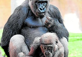 Gorillas im Bioparc .