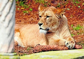 Ein Atlaslöwe ist im Park Selwo Aventura in Estepona zu sehen.