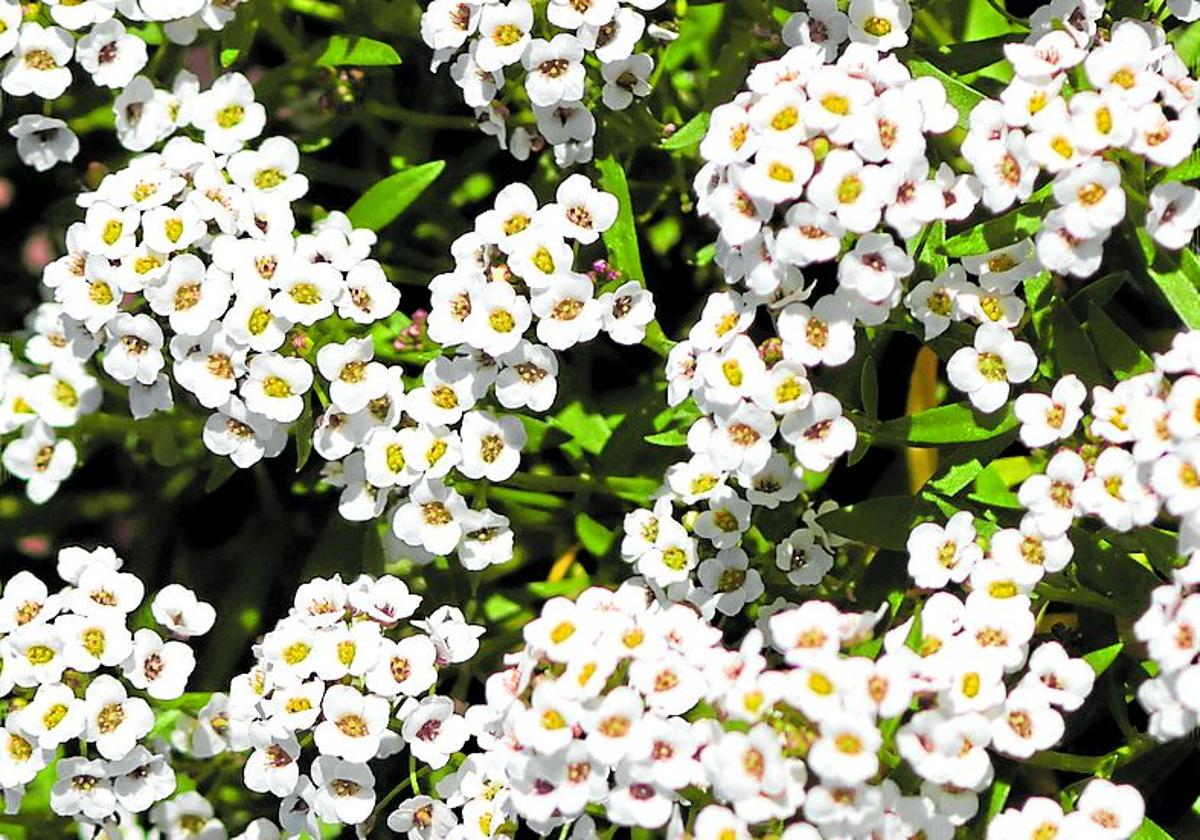 Die kleinen Blüten überdecken fast die gesamte Pflanze.