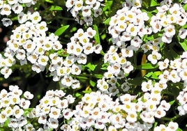 Die kleinen Blüten überdecken fast die gesamte Pflanze.