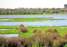 Flamingos im Doñana-Nationalpark.